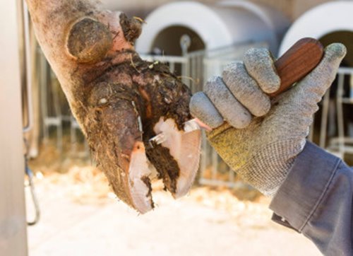 Nóż do korekcji racic SuperProfi prawy wąski KERBL