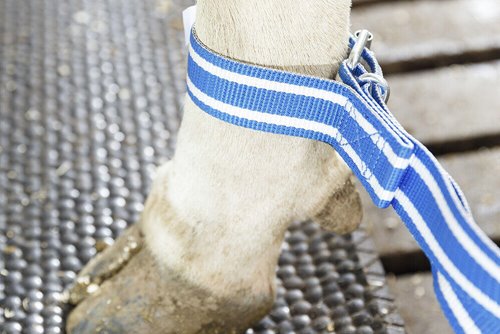 Pęta na nogi, pęcina standard DeLaval
