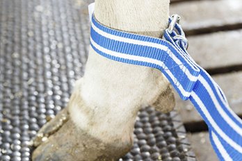 Pęta na nogi, pęcina standard DeLaval